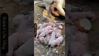 Giving birth to eggs bunny baby #minivlog #mycuterabbit #babyrabbit #babyanimal #funnycute