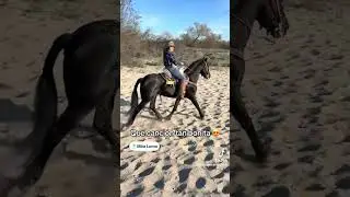 Camina Mientras El caballo Va A cavalgar