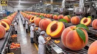 Inside a Modern Peach Processing Plant | From Farm to Canned Peaches (Full Process)