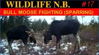 BULL MOOSE FIGHT AND SPAR TO TEST EACH OTHER