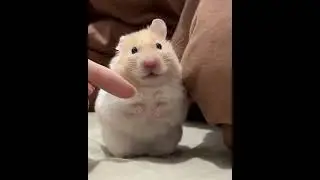 Scared Hamster Reaction is Pure Comedy Gold 😱😂#funnyanimals #cuteanimal #pets #cute #viral #animals