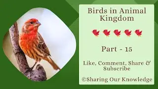 Birds in Animal Kingdom || (Part - 15)