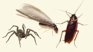 Ants In Your Kitchen? Call Modern Pest Services
