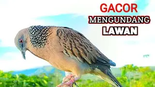 Suara Burung Tekukur Gacor Ahlinya Memanggil Teman Supaya Bunyi
