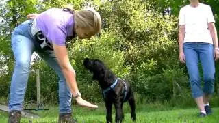Hundetraining, Kommando 