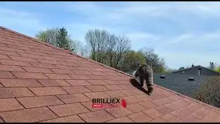 How raccoons exit from a one-way door