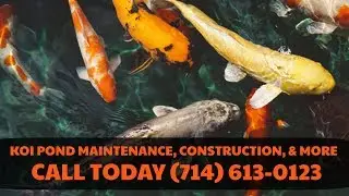 Koi Pond Maintenance & Construction Orange County | Koi Pros