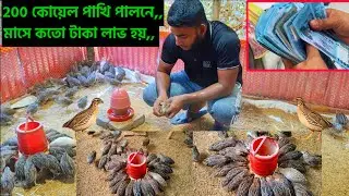 ২০০ কোয়েল পাখি পালনে প্রতি মাসে কত টাকা লাভ🐦🐦