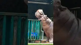 Hippo Feeding Time - Open Wide #hippopotamus #wildlife #zooanimals