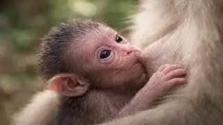 Aww! Monkey Baby Walking Like a Tiny Explorer 🌿🐒