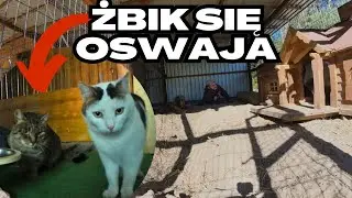 Przemeblowanie u kr&oacute;lik&oacute;w i oswajanie Żbika