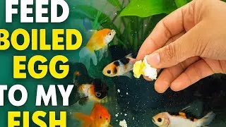 Best home made food for fish || Feeding boil egg to my goldfish || How to feed egg to your fish 