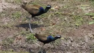 Bronze-Winged Jacanas At The Lake