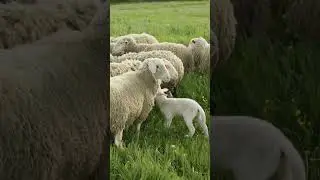 Cute sheep sounds #animal #animalsounds #animals #shorts #animalscene
