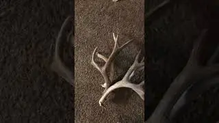 How mule deer grow is so cool! Antler collection
