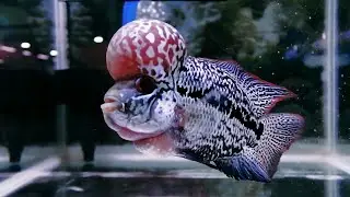 IKAN HIAS🔴Louhan Black Kamfa Sangar