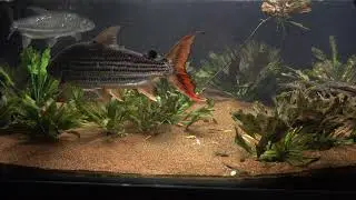 vittatus tigerfish wild hunting