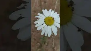 Cool nature facts - these daisies stink for a reason! 💚 #earthday