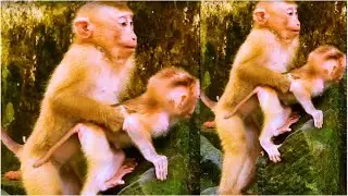 Poorest monkey Angela trying to request brother LEO for play together now.