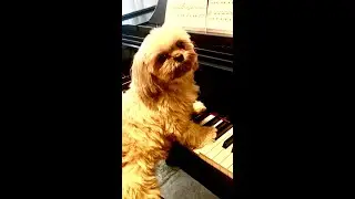 Haydn German Dance in G Major 2