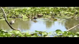 The Pond
