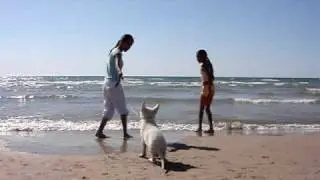 White Shepherd Puppy at the beach!