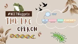 Lac Operon Functioning Explained in 2 Minutes | #neet2026 #biology #trendingnow #ncert #science