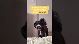 Wenn der Hund Omas Gebiss klaut😂😂😂 #hund hund
