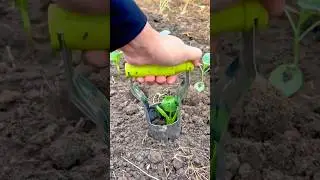 Careful Seedling Transplanting Process Using a Hand Tool to Protect Young Plants #shorts