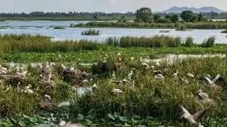 📍Aata paka 2026 birds 😎🦢🪿 kolleru#vlogger#viralvideos 