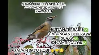 Suara Burung Anis Gacor, editan terbaru. Di jamin ampuh.👍