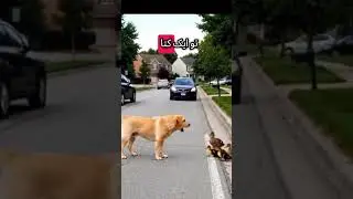 Brave Dog Saves Duck and Ducklings from Traffic | Heartwarming Moment