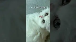 Good morning little kitty🐱 #shorts #cat #funny