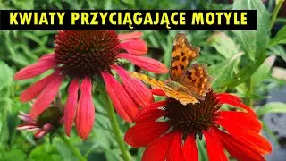 Kwiaty przyciągające motyle - przedstawiamy listę sprawdzonych gatunków