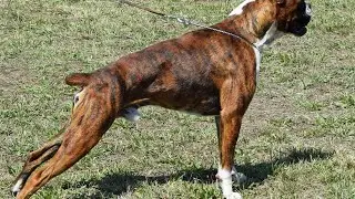 Boxer vs. Bulldog-Which Breed is More Protective?