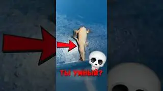 🐊 Вот что происходит, когда крокодил теряет хвост! #животные #крокодил