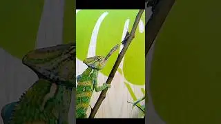 Chameleon catches grasshopper #insects #shorts