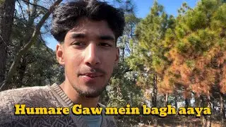 Last Week Bagh Ne Mari 2 Gaai  | Uttarakhand | 