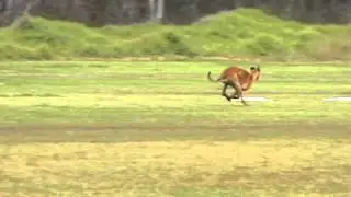 Greyhound Lure Coursing