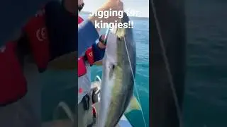 Yellowtail Kingfish!! Jigging #outdoors #fishing #yellowtail #food #newzealand #seafood #fresh #fish