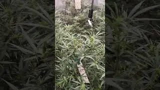 14 Tage Bl&uuml;tephase🍁😎#bananapunch#Bl&uuml;tephase#garden#BarneysFarm#gardening#420#viralshorts