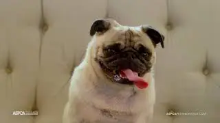 Bella | Protect the Ones You Love with ASPCA&reg; Pet Health Insurance Program | Top-Rated Pet Insurance