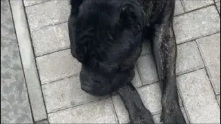 Cane Corso Monstro do P&acirc;ntano  est&aacute; ao vivo!