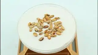 Семена маклюры оранжевой / Maclura pomifera, ТМ OGOROD