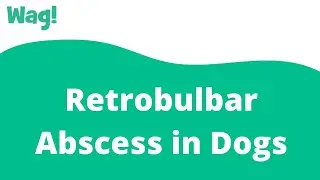 Retrobulbar Abscess in Dogs | Wag!