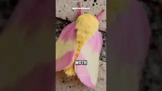 Rosy Maple Moth: The CUTEST Moth Ever ✨