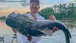 Pre Spawn Flathead Catfish - LIVE