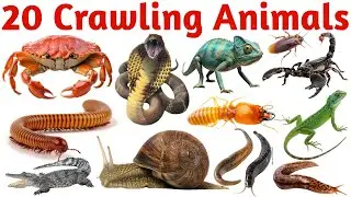 20 Crawling Animals Names in English for Kids Vocabulary Learning