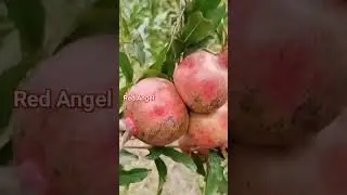 Red Angel Pomegranate