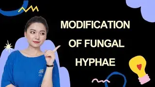 Modification of fungal hyphae || 